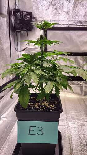 Growreport Bild 13