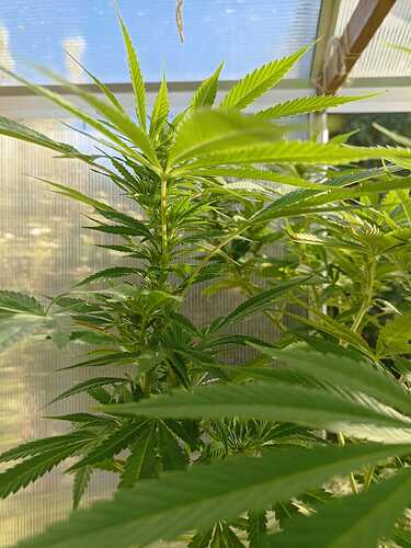 Growreport Bild 3