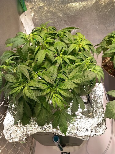 Growreport Bild 4
