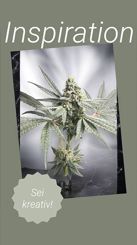 Growreport Bild 57