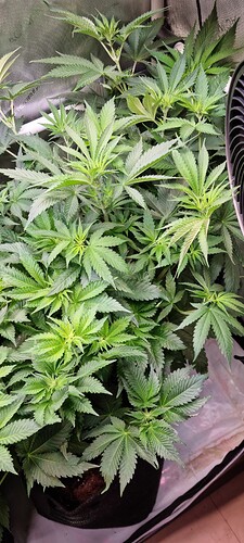 Growreport Bild 26
