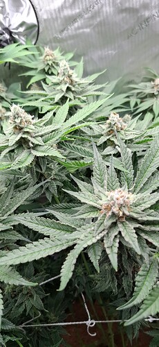 Growreport Bild 4