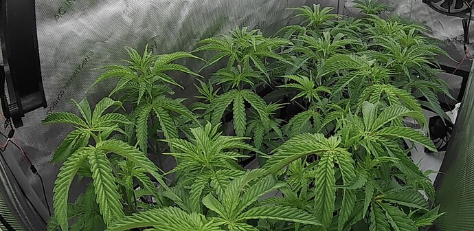 Growreport Bild 1