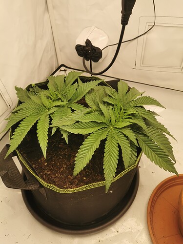 Growreport Bild 21