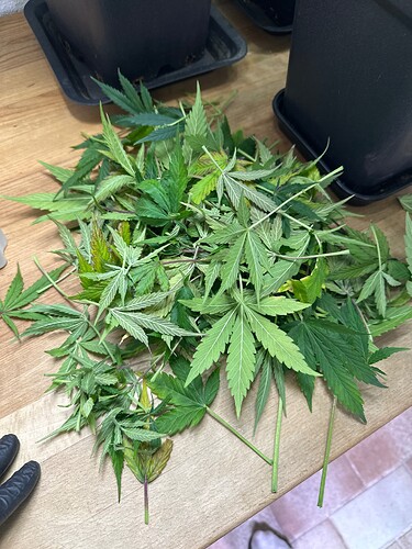 Growreport Bild 72