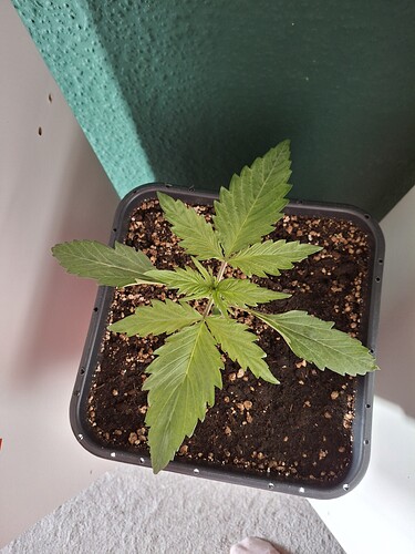 Growreport Bild 2