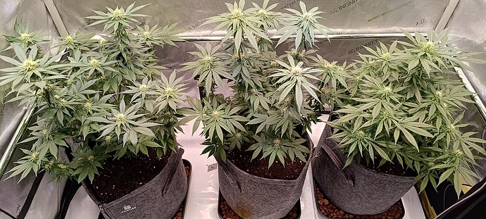 Growreport Bild 4