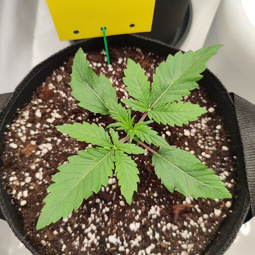 Growreport Bild 26