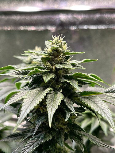 Growreport Bild 5