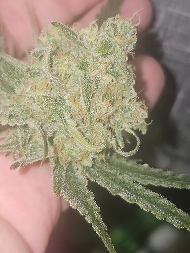 Growreport Bild 41