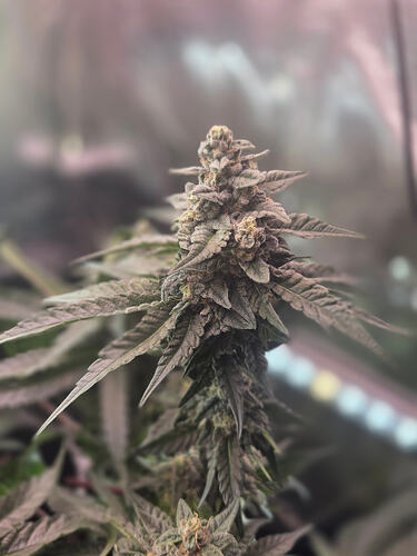 Nahaufnahme eines Cannabis-Buds der Sorte Cap Junky in der Blütephase.
