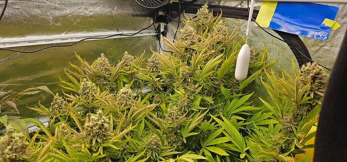 Growreport Bild 40