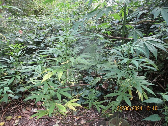 Indicas August2