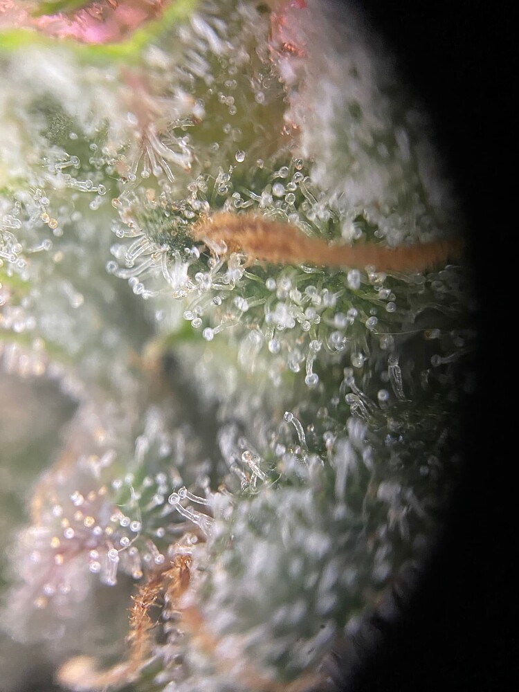 ABGESCHLOSSEN //2. Grow. //mit wenig Erfahrung //Fast Strains + High THC // 80x80 // Fast Buds //Gorilla Cookies Auto + Gorilla Cookies Feminisiert + Gelato #33 fast Feminisiert + Cereal Milk //