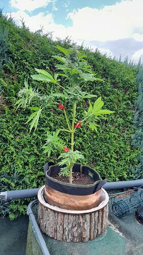 Growreport Bild 5