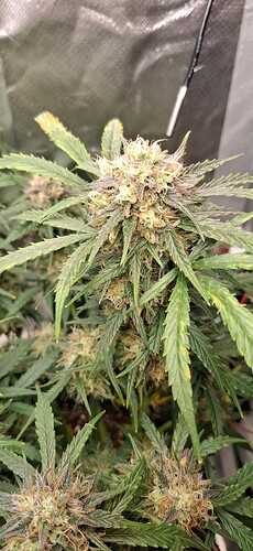 Growreport Bild 4