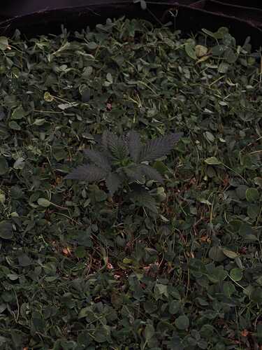 Growreport Bild 9