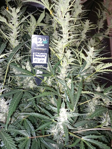 Growreport Bild 3