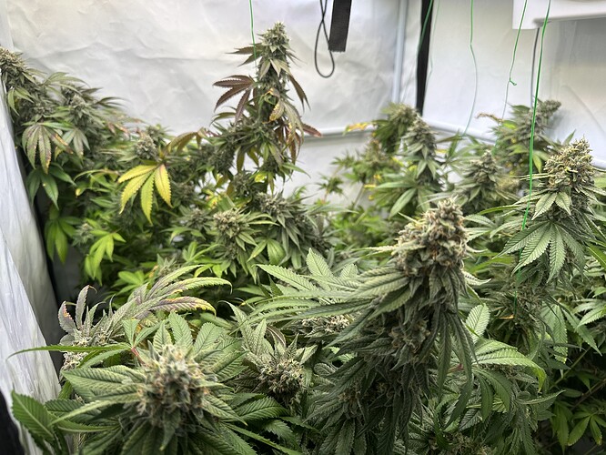 Growreport Bild 3