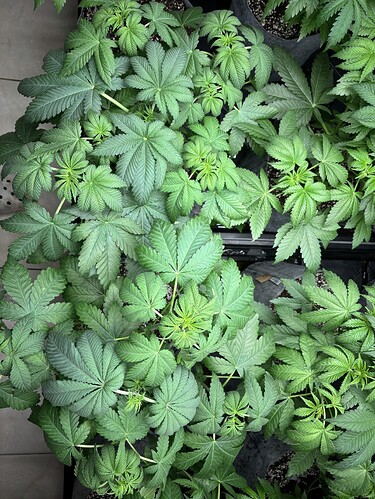Growreport Bild 18