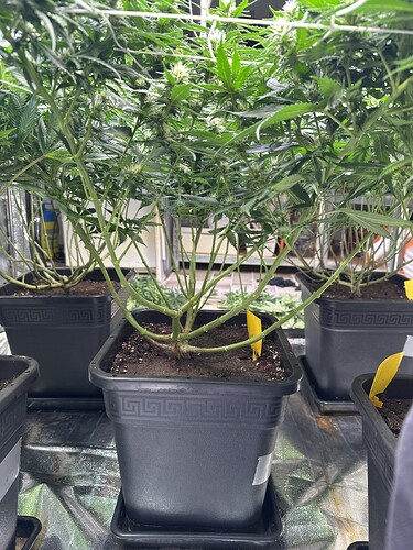 Growreport Bild 38