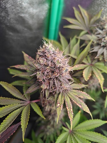 Growreport Bild 8