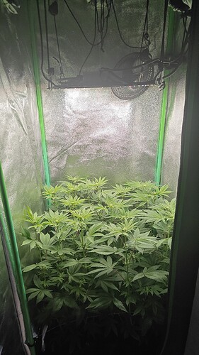 Growreport Bild 1