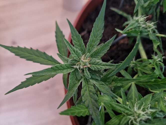 WhatsApp Image 2024-06-27 at 18.04.13 (5)