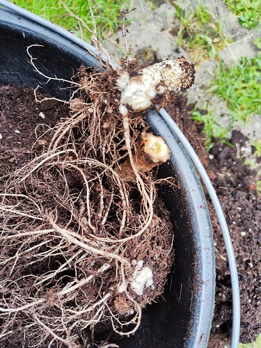 Growreport Bild 29