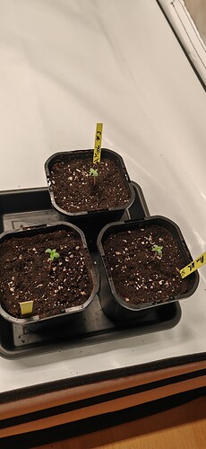 Growreport Bild 7