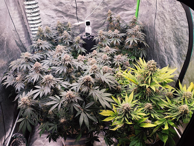 Growreport Bild 1