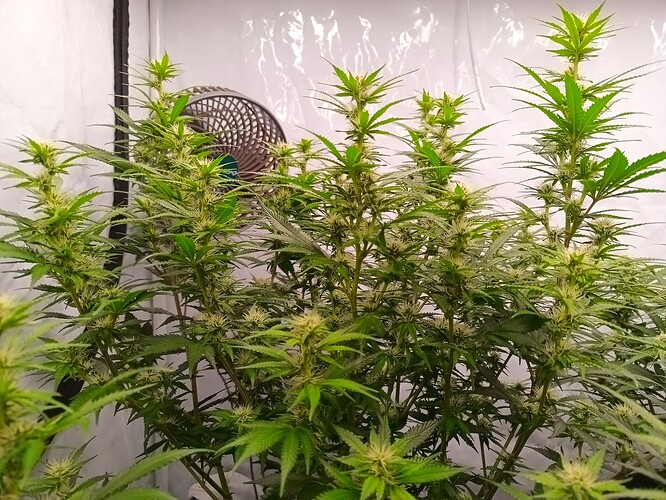 Growreport Bild 4