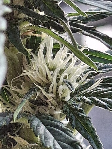 Growreport Bild 69