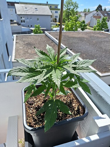Growreport Bild 3