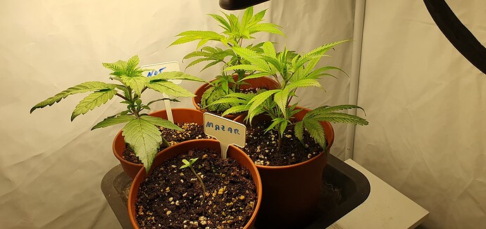 Growreport Bild 4