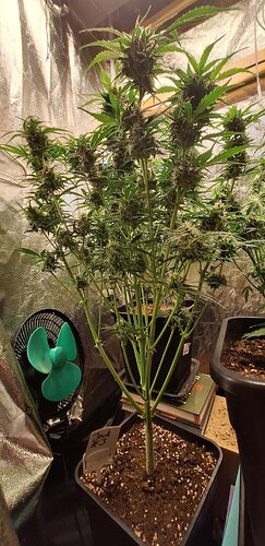 Growreport Bild 1