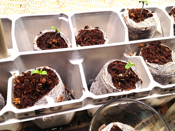 Grow26_0508_3