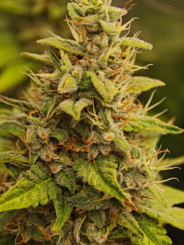 Growreport Bild 20