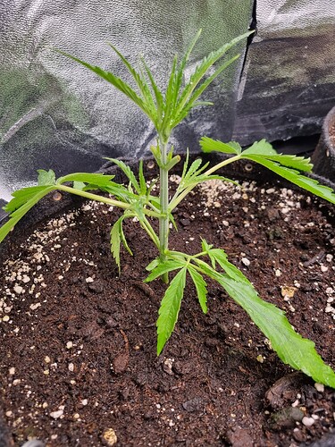 Eine junge Cannabispflanze in einem schwarzen Topf mit feuchter Erde. Die Pflanze hat mehrere Verzweigungen und lange, schmale Blätter. Der Hintergrund ist mit reflektierendem Material ausgekleidet.