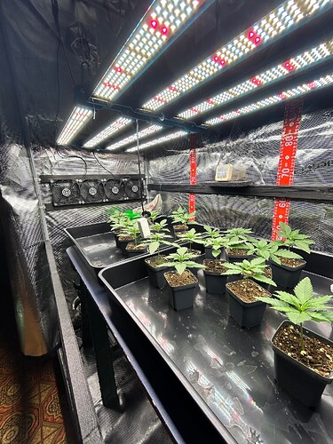Growreport Bild 1
