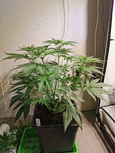 Growreport Bild 2
