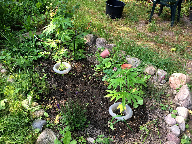 Grow26070804