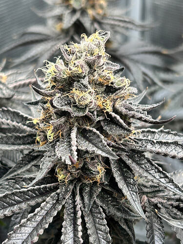 Growreport Bild 4
