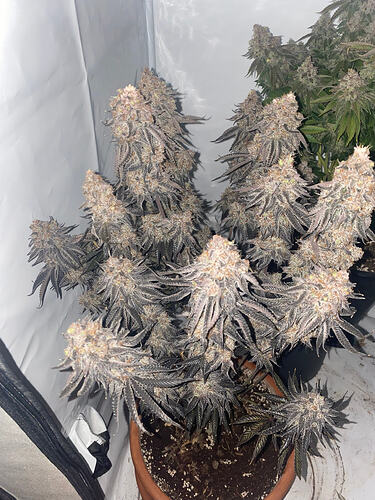 Growreport Bild 22