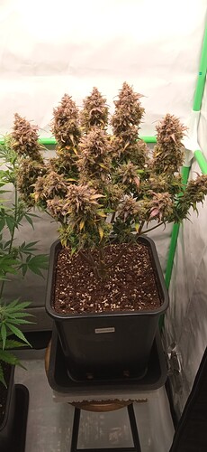 Growreport Bild 17