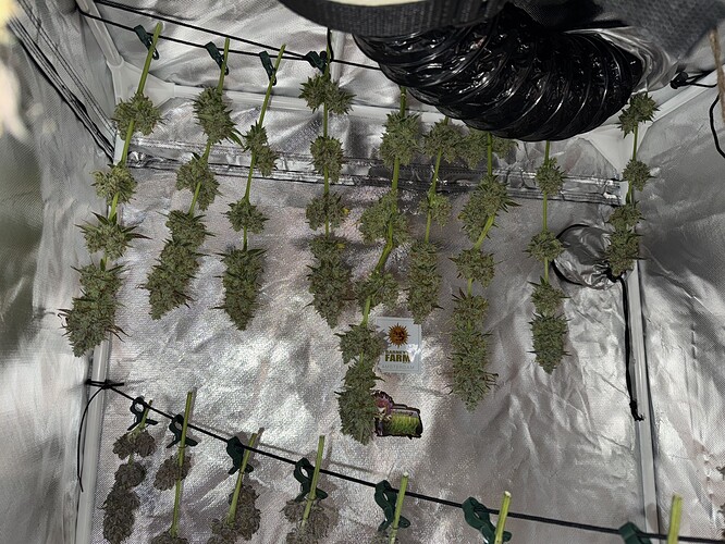 Growreport Bild 41