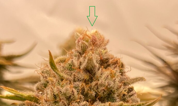 Growreport Bild 5