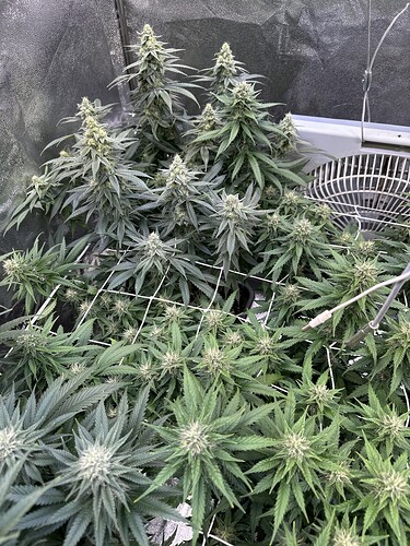 Growreport Bild 25