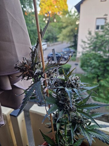 Growreport Bild 1