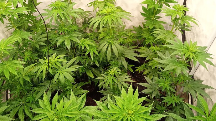 Growreport Bild 6